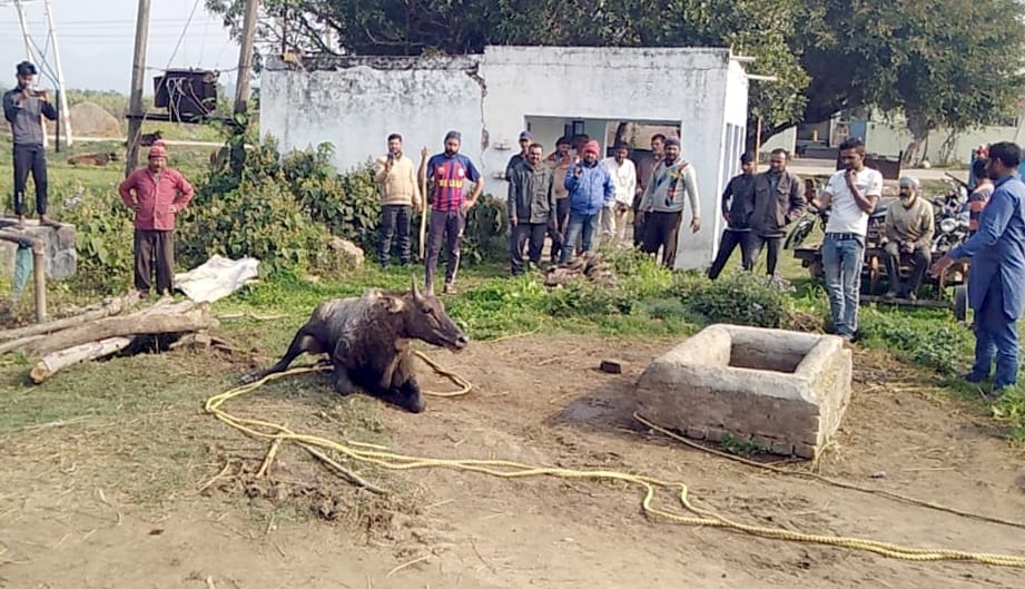 Nilgai fell in the tubewell