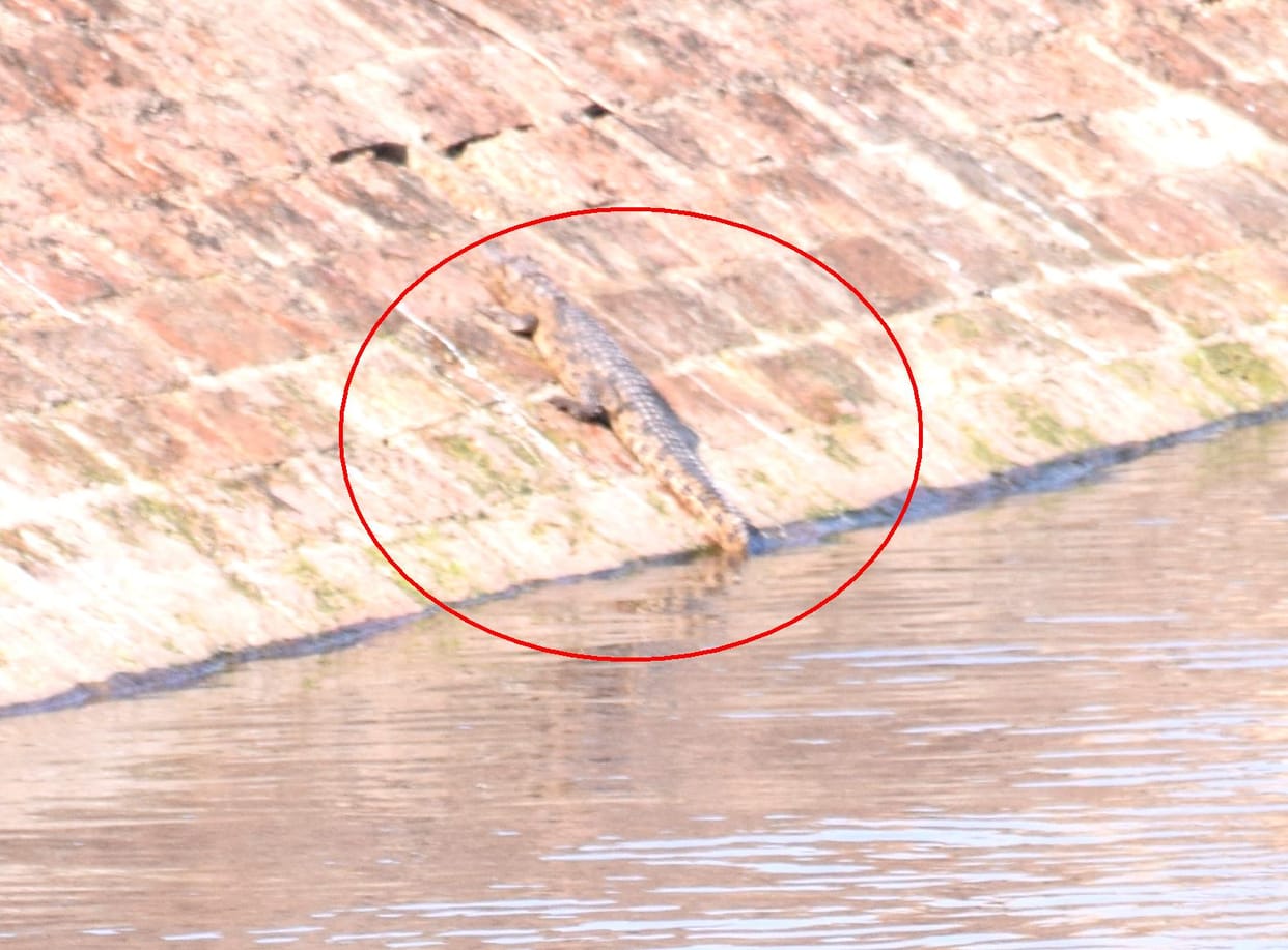 Crocodile child in sewerage treatment plant