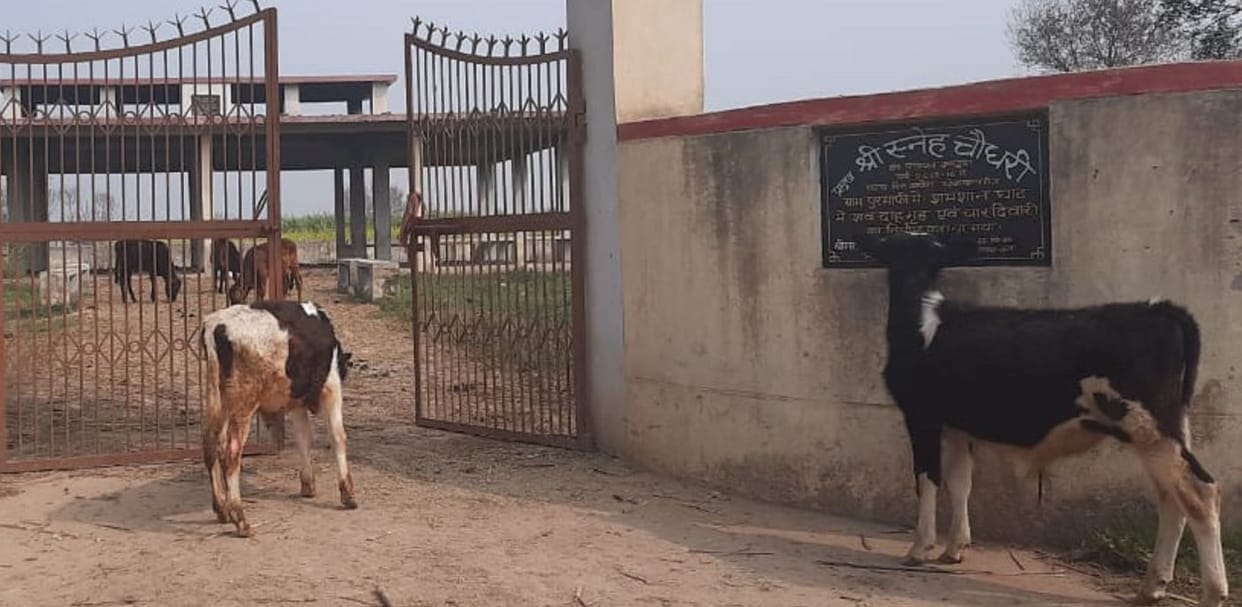 In Purmafi, the villagers closed the cows in the crematorium