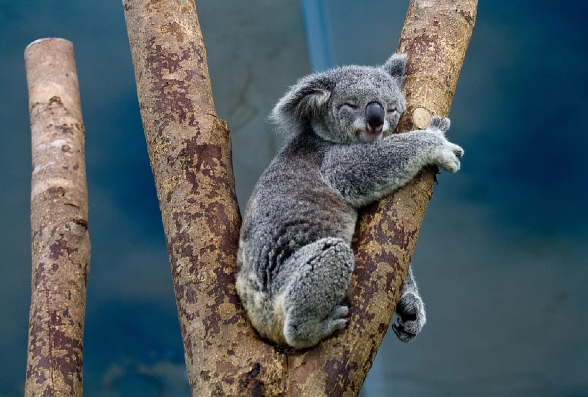 Australia pride Koala bear in danger due to sexually transmitted disease chlamydia