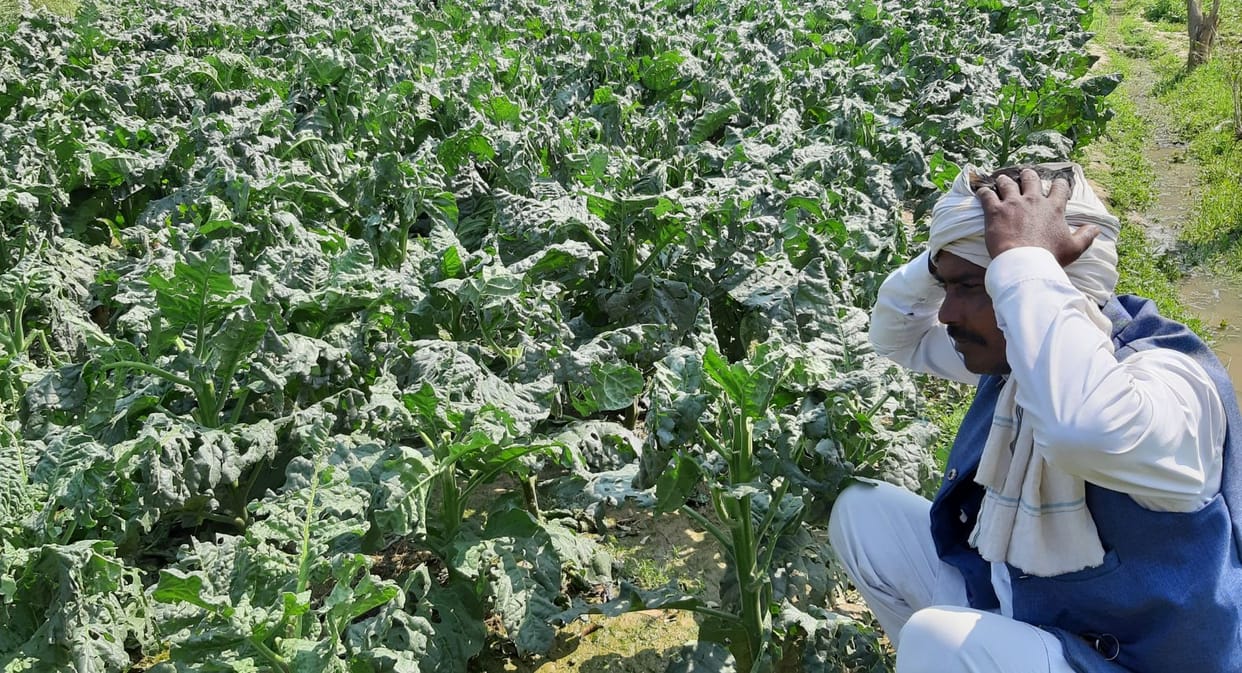 Hail and rains cause damage to tobacco, wheat