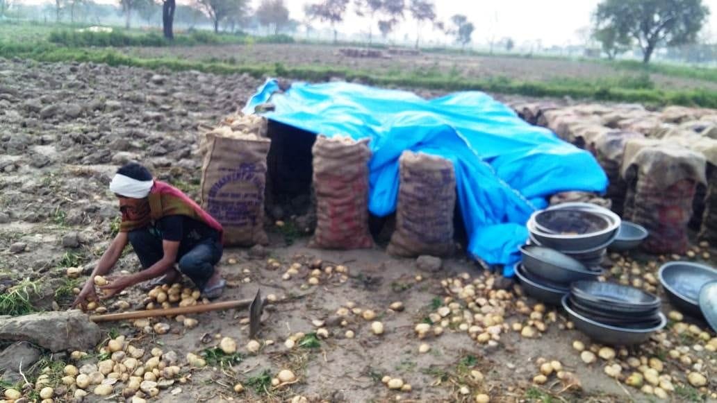 Hathras: Wheat, mustard crop, planted in the fields due to hailstorm, rain and storm, farmers caught forehead
