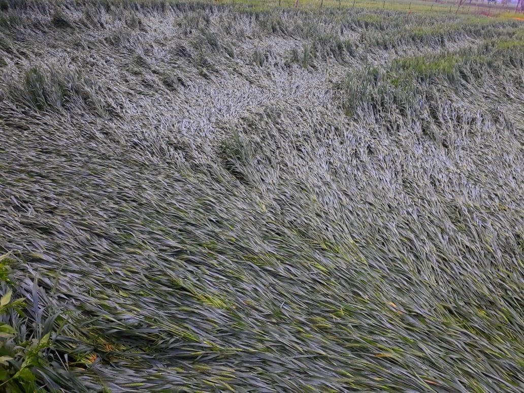 Hathras: Thunderstorms and rains wreak havoc, crop damage
