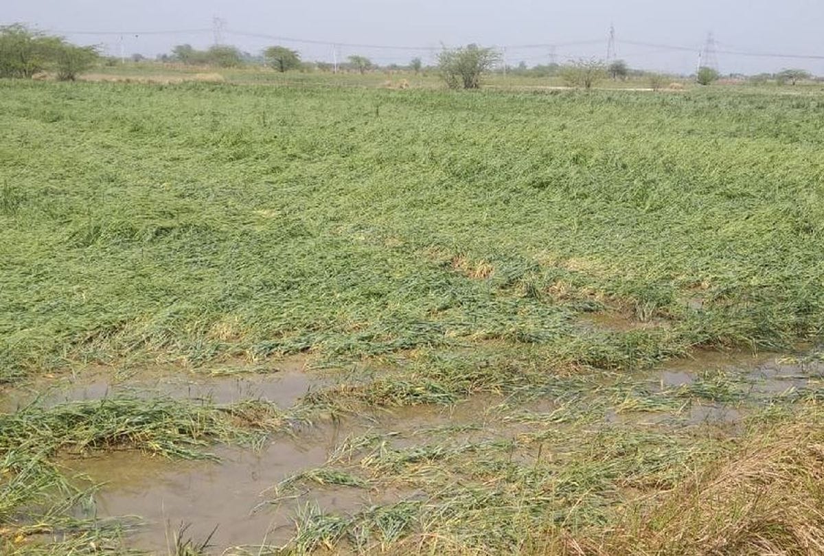 wheat mustard crops damage due to heavy rain in mainpuri
