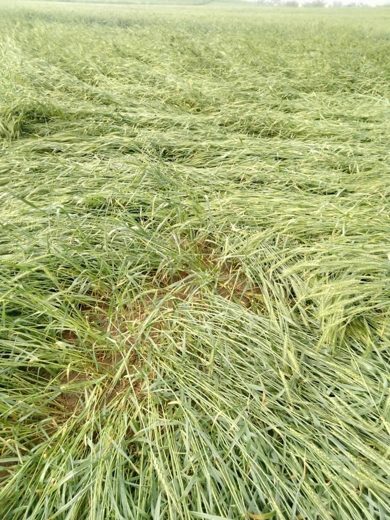 Drizzle in some places in the city and hail fell in rural areas