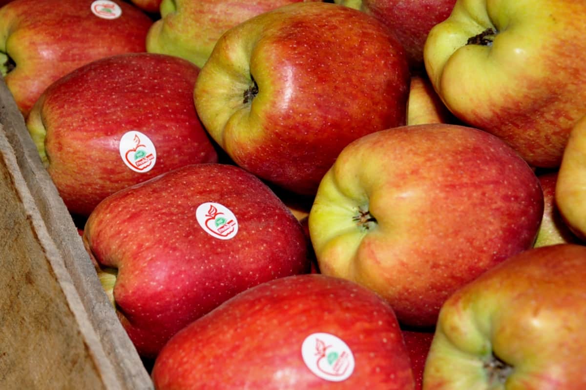 fruit diet plan which time is best to eat fruits