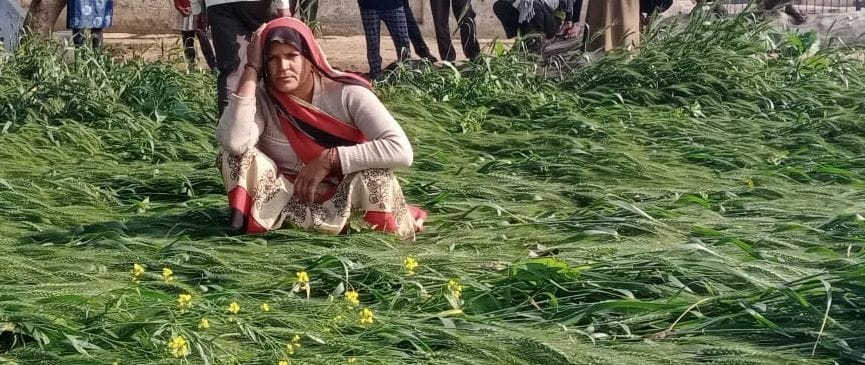 agriculture