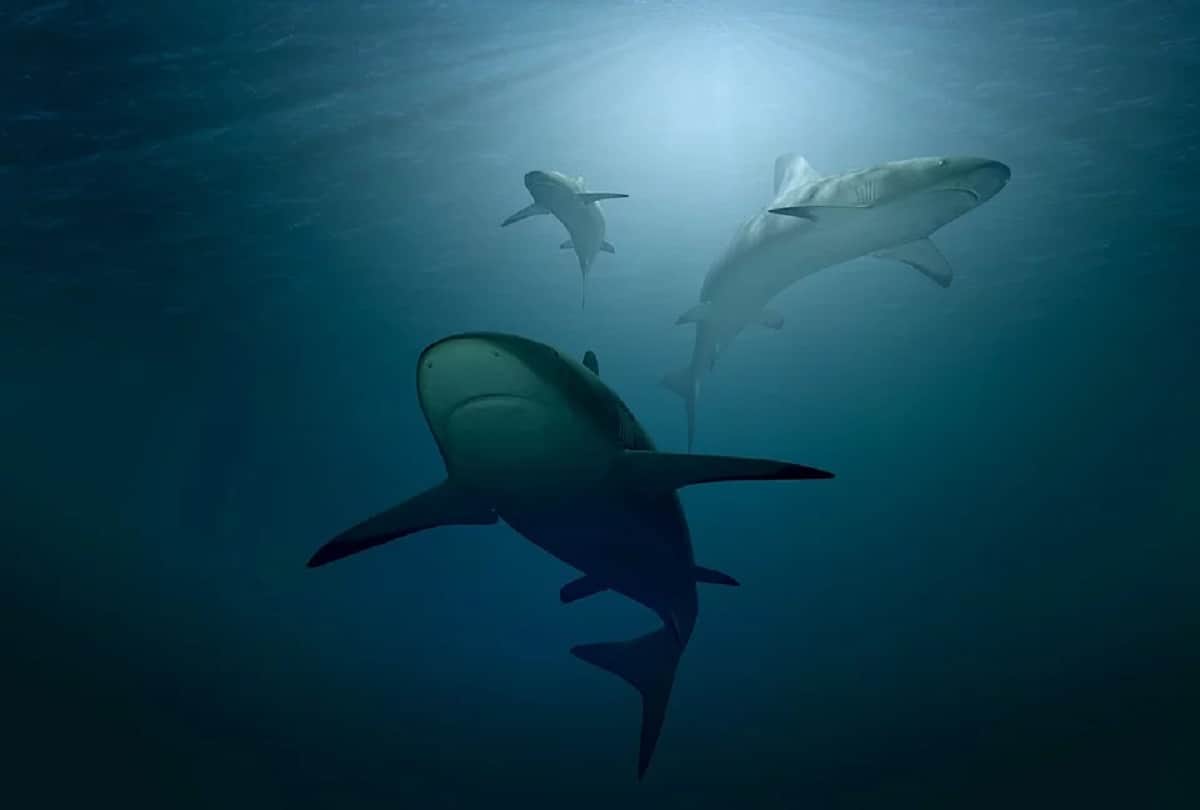shark population decreased at global level recent study reveals