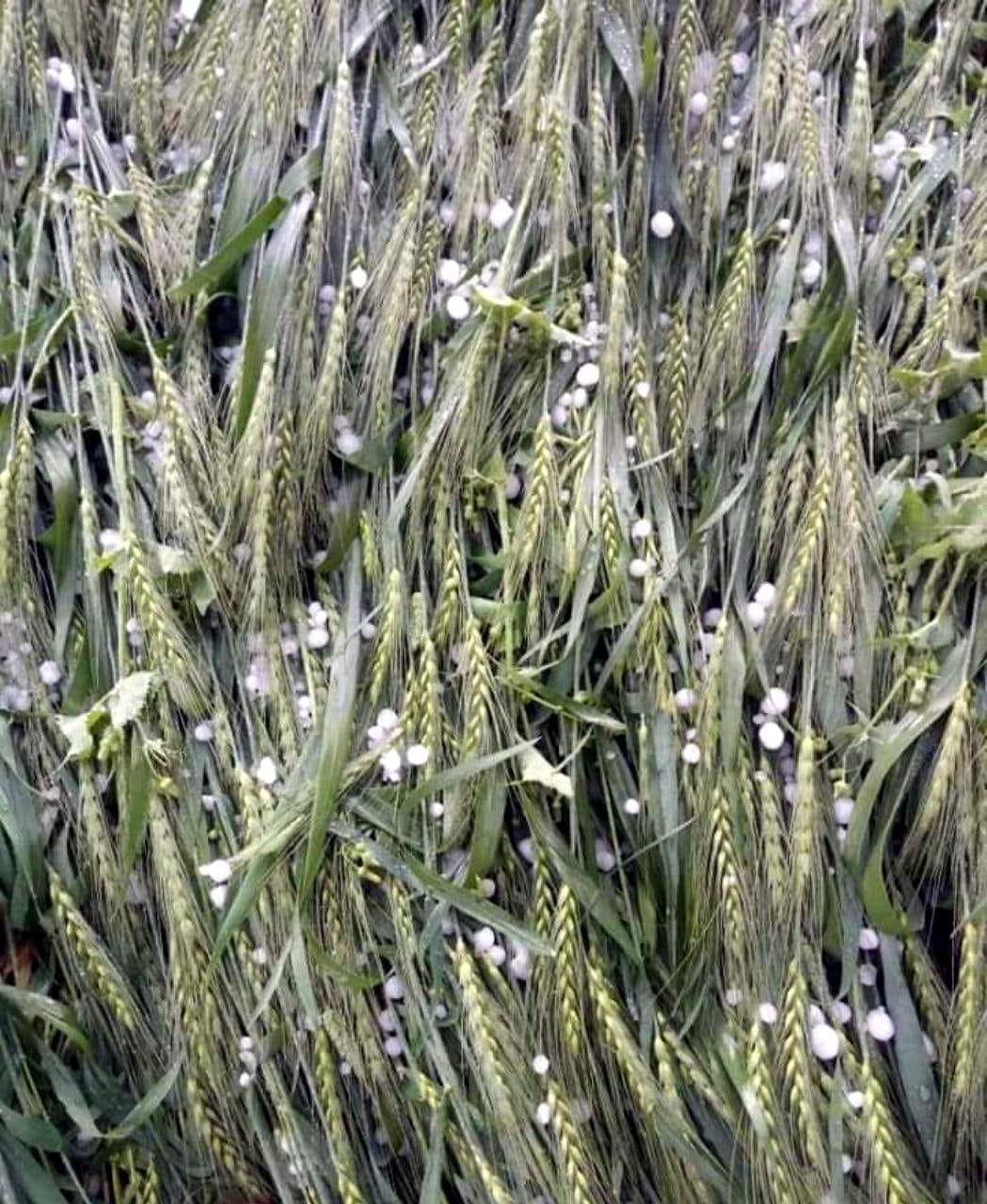 wheather changed rain effect on crop