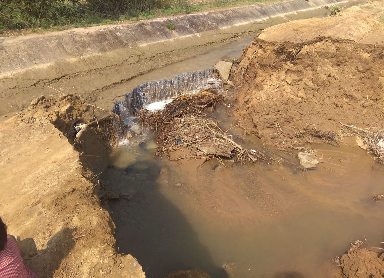 crops dive in water farmers puzzeled