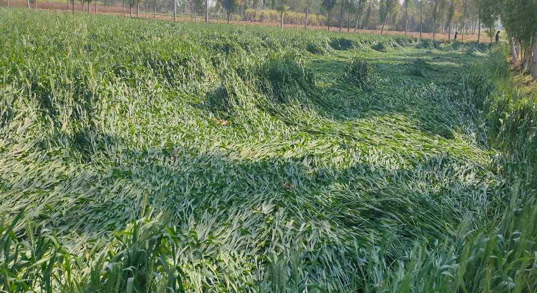rain and thunderstorm harms wheat crop