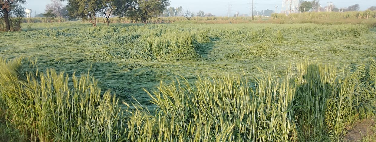 wheat crops fall down due to heavy rain with wind