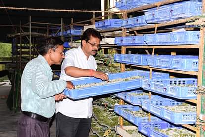 बहराइच में रेशम विभाग परिसर में रेशम के कीट को देखते अधिकारी।