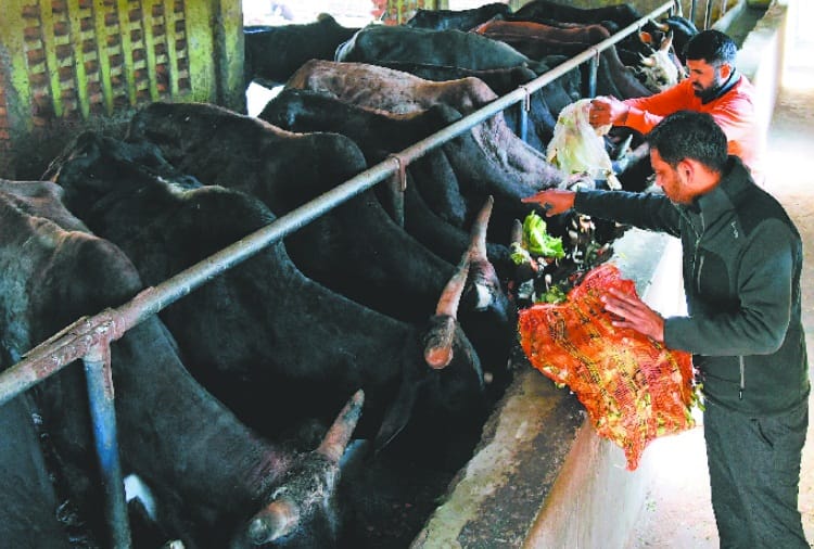 Point of pride, punjab university green waste diet for cows