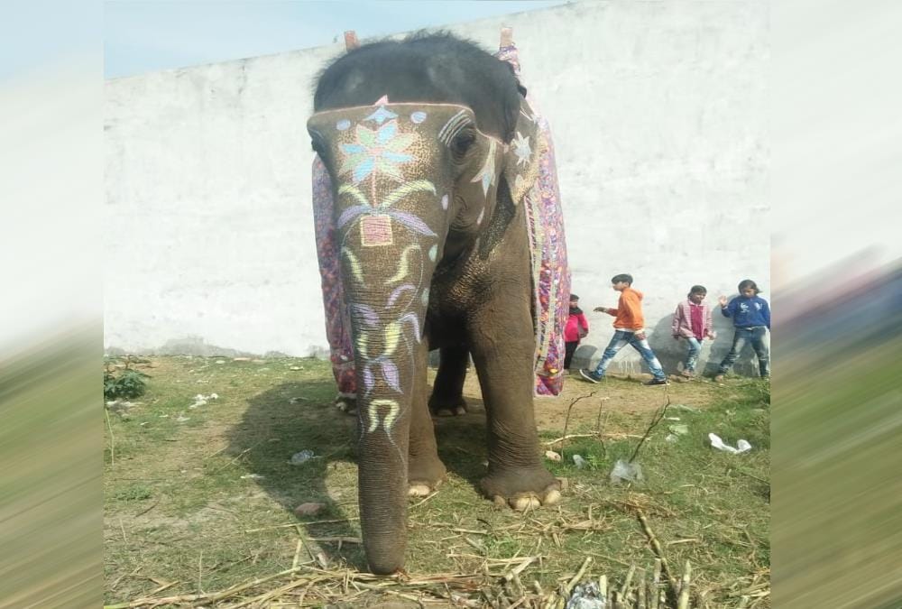 Panchayati Akhara Gives sadhvi  status to late 80 year old Elephant 'Pawanakali'