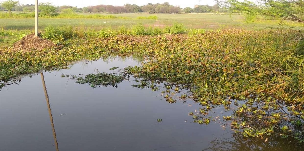 bird sanctuary
