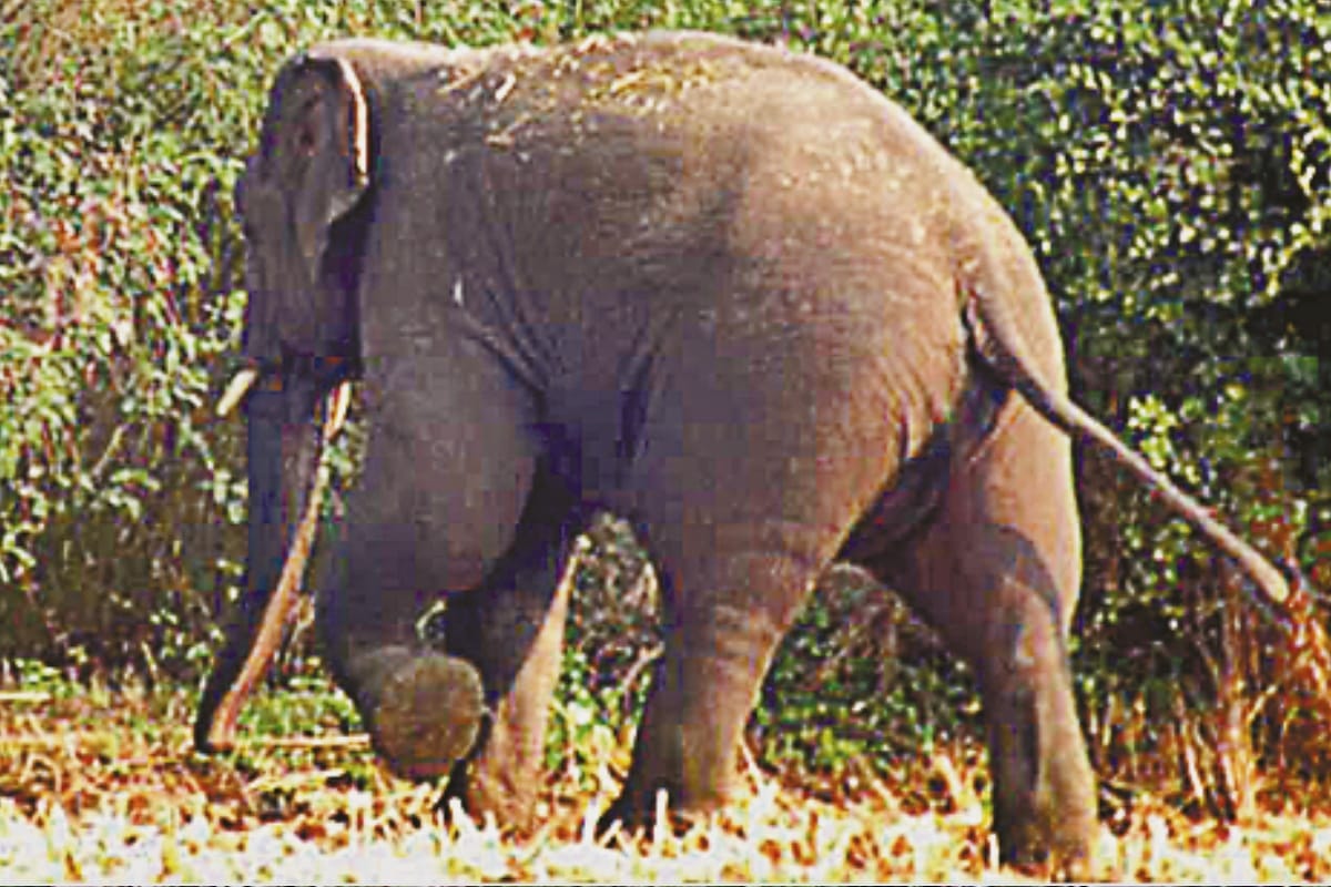 Hastinapur sanctuary wildlife animal having a human risk in Meerut