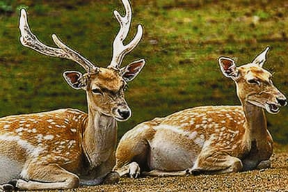 International Day for Biological Diversity wildlife sanctuary in india chambal river basin