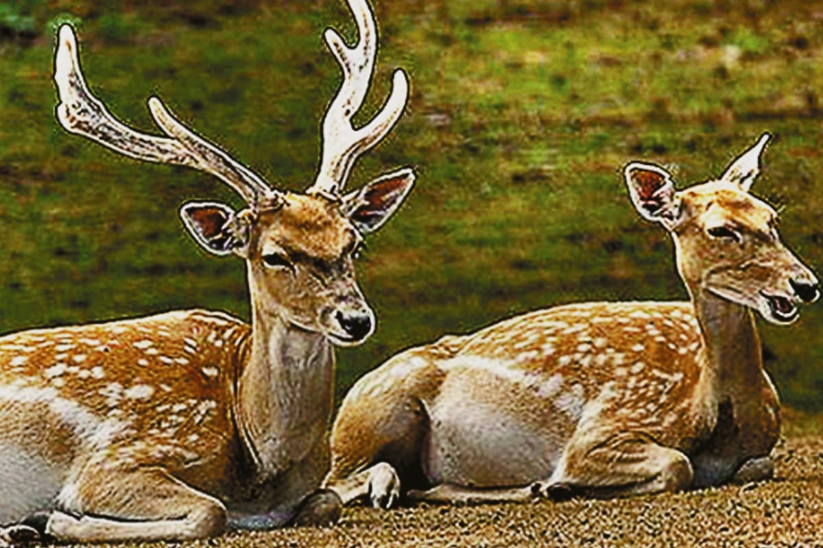 Hastinapur sanctuary wildlife animal having a human risk in Meerut