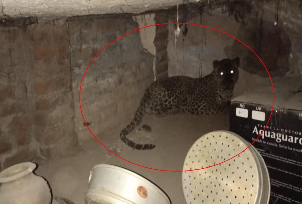 Leopard Cub Entered in House Store Room in pauri, afraid to see crowd, see visuals