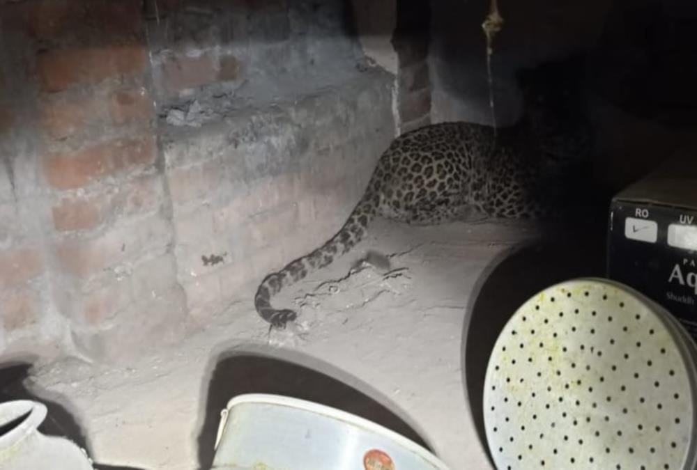 Leopard Cub Entered in House Store Room in pauri, afraid to see crowd, see visuals