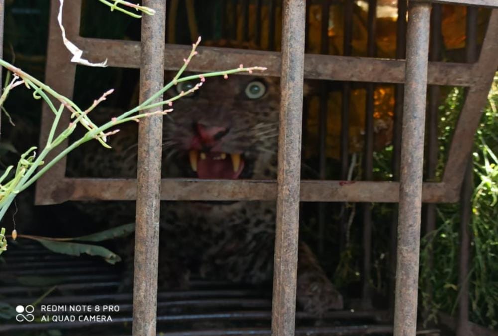 Joshimath: Leopard who kills old Age Man imprisoned within 24 hours