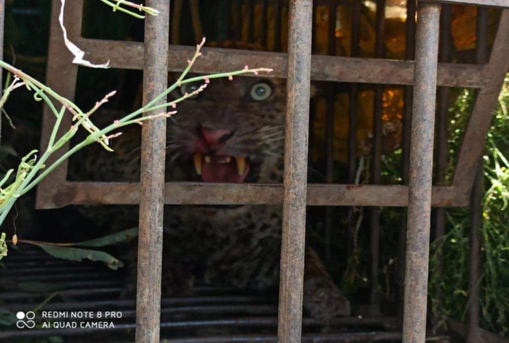 Leopard Cub Entered in House Store Room in pauri, afraid to see crowd, see visuals