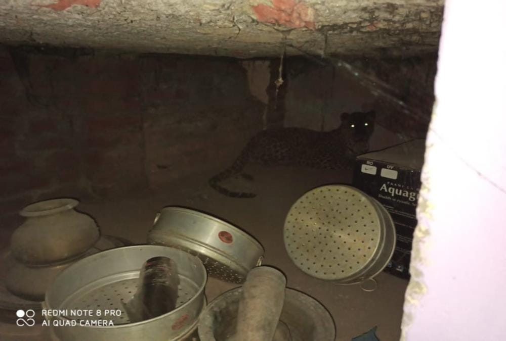Leopard Cub Entered in House Store Room in pauri, afraid to see crowd, see visuals