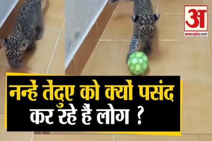 leopard cubs seen playing at sanjay gandhi national park