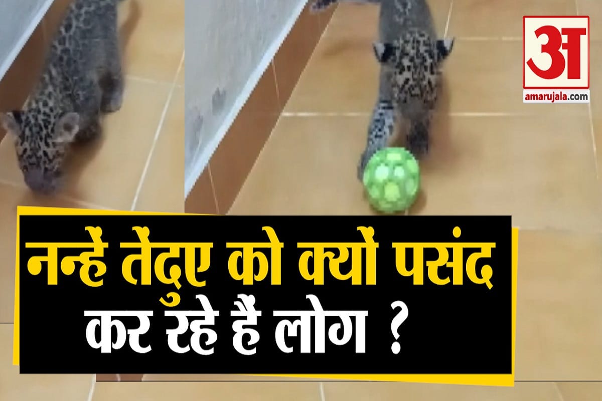 तेंदुआ