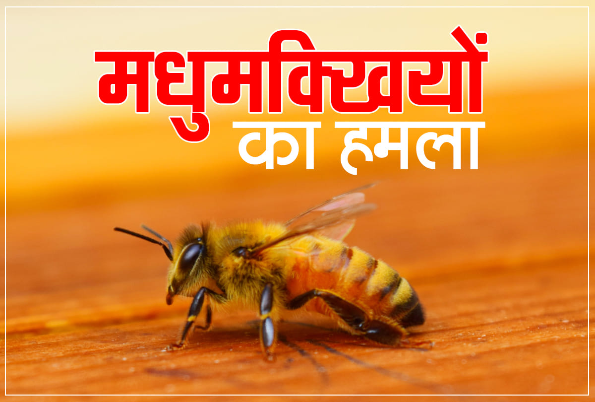 Madhya Pradesh : Bees attacked over 50 people at crematorium in last rites of woman, 12 unconscious
