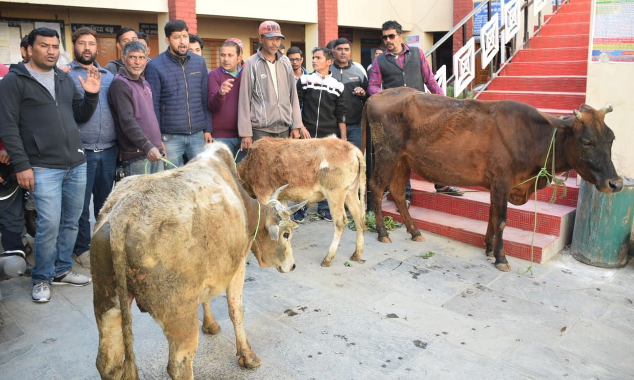 People protest with abandoned animals
