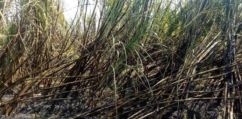 Fire in sugarcane fields