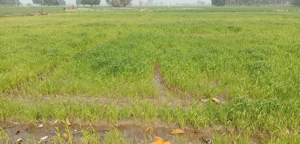 due to rain Wheat crop loss in auraiya
