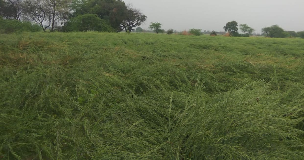 raining in mainpuri
