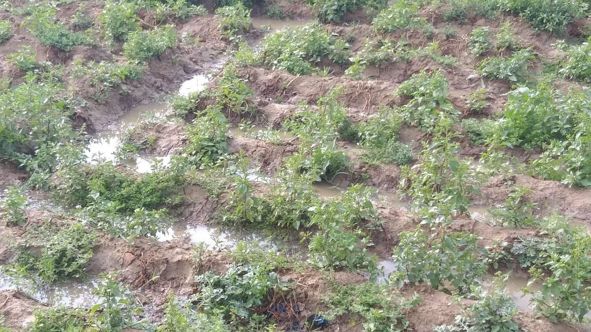 etawah news rain