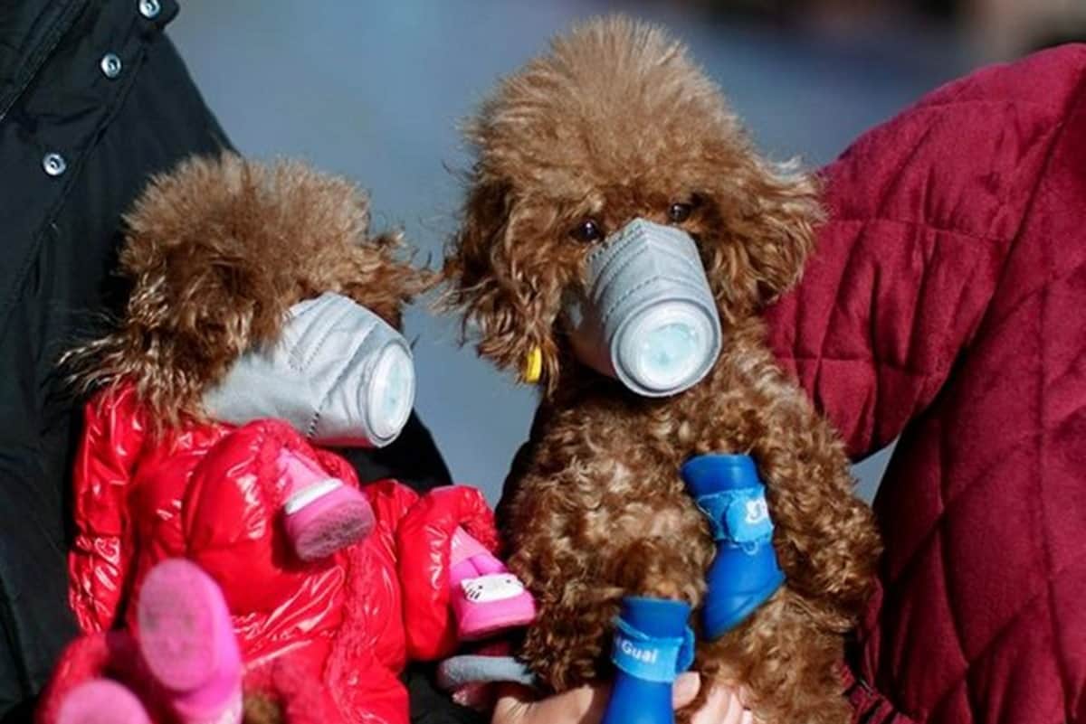 Covid-19 study reveals Not only humans but These  animals are at high risk of coronavirus infection