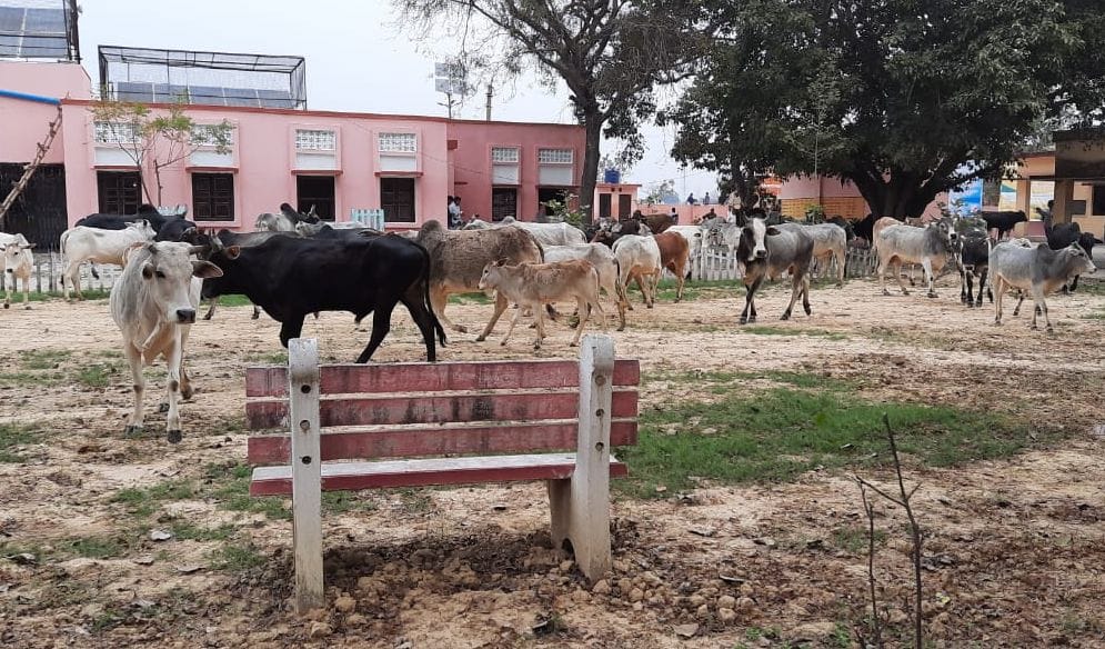 Holiday cattle closed at Bharkhani block headquarters