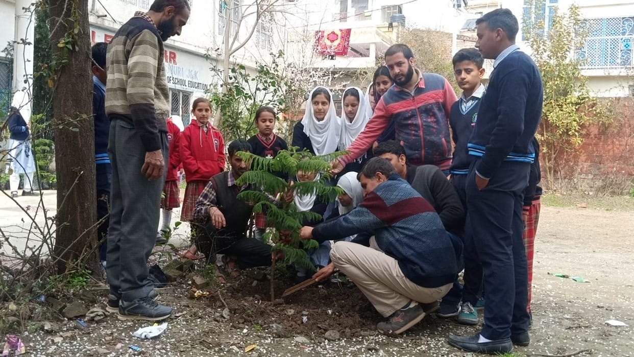 tree plantation