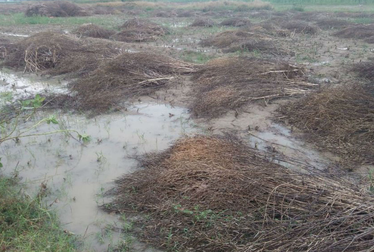 crops damaged due to rain and hail in agra