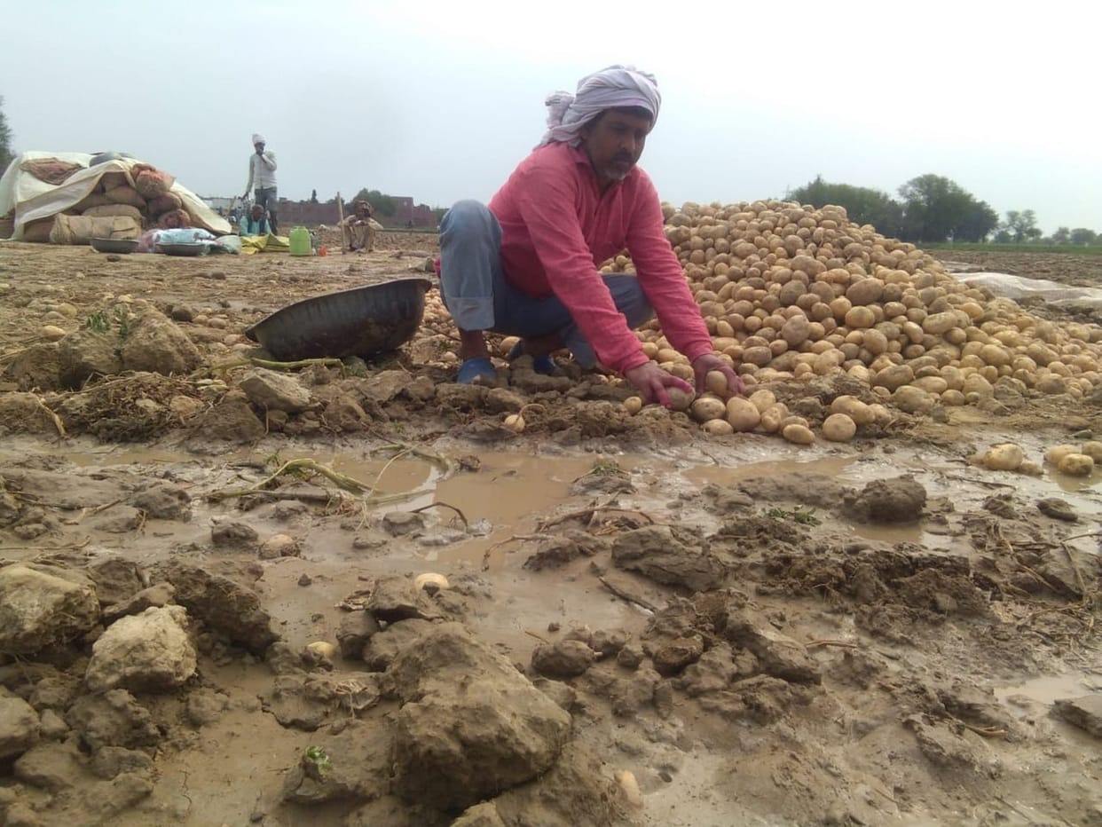 agricutural, farmer, crop, firozabad