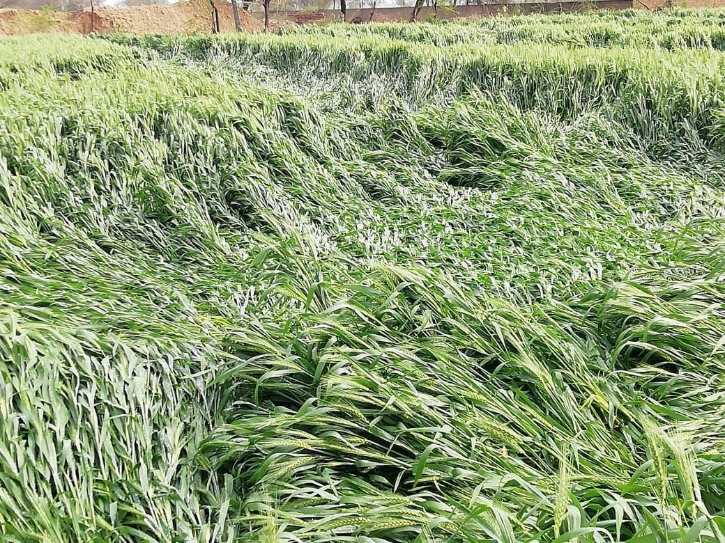 Heavy rains and hailstorm caused waterlogging in the city, wheat crop lying in the fields, fatehabad