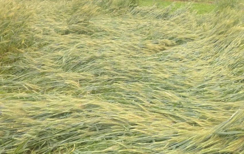 Damage to crops due to rain