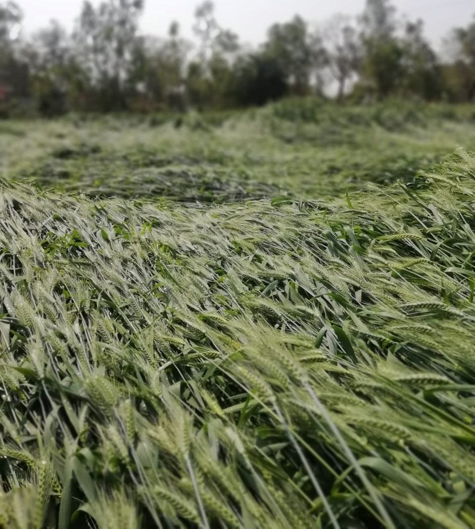rain create problem for farmers