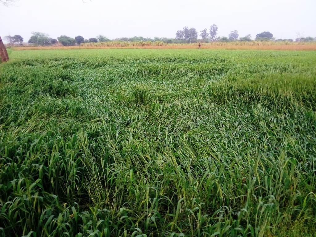 Torrential rain, hail damage to crops