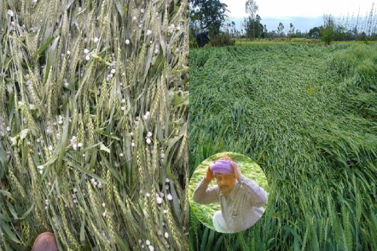 Rainfall has damaged many crops in Baghpat district of western UP
