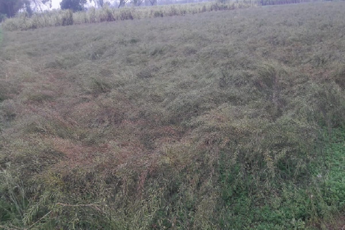 Rainfall has damaged many crops in Baghpat district of western UP