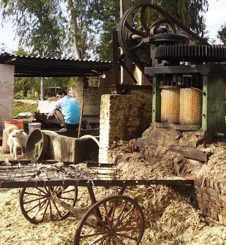Crusher operations stalled due to rain, jaggery business affected