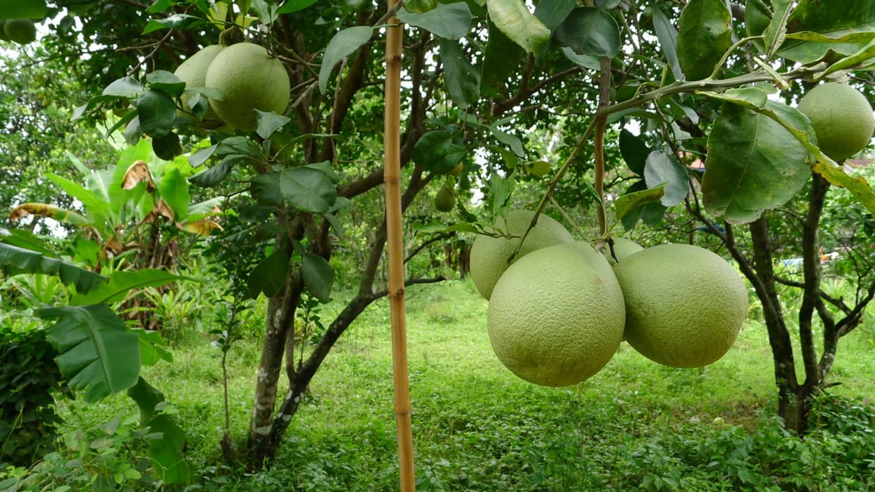 coronavirus: Pusa Scientist developed seedless Chakotra fruit, help to improve immunity