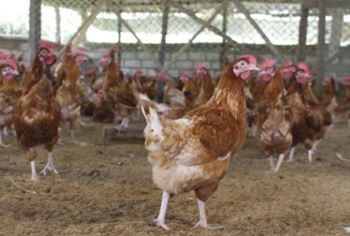 Coronavirus rumored to destroy poultry industry in Gorakhpur